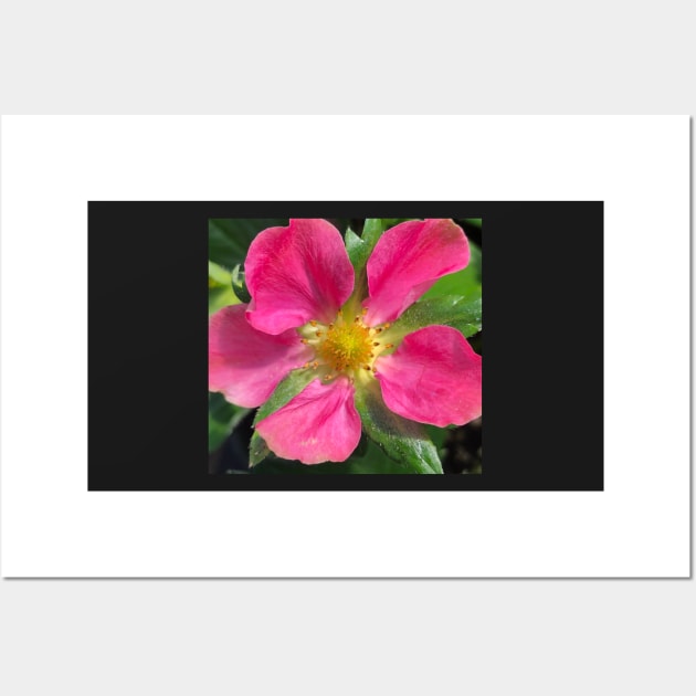 Pink Summer Rose Wall Art by Photomersion